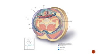 Neck Inset surgical anatomy of neck in depth .pptx