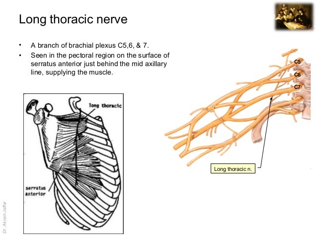 Surgical anatomy of nerve and vascular injuries in the upper limb