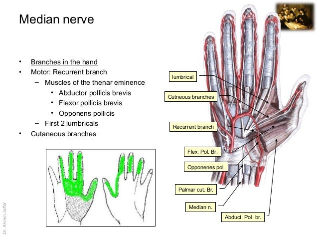 Surgical anatomy of nerve and vascular injuries in the upper limb