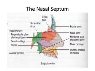 Septale Surgical anatomy of nose MAH | PPTX