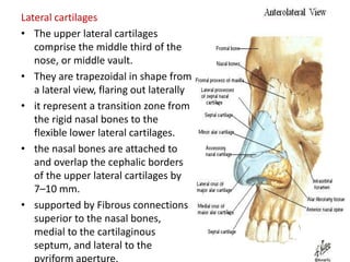 Lateral cartilages
• The upper lateral cartilages
comprise the middle third of the
nose, or middle vault.
• They are trapezoidal in shape from
a lateral view, flaring out laterally
• it represent a transition zone from
the rigid nasal bones to the
flexible lower lateral cartilages.
• the nasal bones are attached to
and overlap the cephalic borders
of the upper lateral cartilages by
7–10 mm.
• supported by Fibrous connections
superior to the nasal bones,
medial to the cartilaginous
septum, and lateral to the
pyriform aperture.
 
