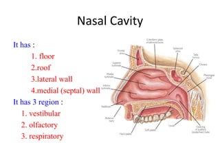 Nasal Cavity
It has :
1. floor
2.roof
3.lateral wall
4.medial (septal) wall
It has 3 region :
1. vestibular
2. olfactory
3. respiratory
 