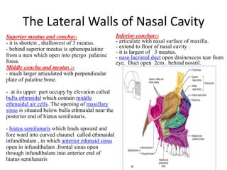 The Lateral Walls of Nasal Cavity
Superior meatus and concha:-
- it is shortest , shallowest of 3 meatus.
- behind superior meatus is sphenopalatine
from a men which open into ptergo palatine
fossa.
Middle concha and meatus :-
- much larger articulated with perpendicular
plate of palatine bone.
- at its upper part occupy by elevation called
bulla ethmaidal which contain middle
ethmaidal air cells. The opening of maxillary
sinus is situated below bulla ethmaidal near the
posterior end of hiatus semilunaris.
- hiatus semilunaris which leads upward and
fore ward into curved chaunel called ethmaidal
infundibalam , in which anterior ethmaid sinus
open in infundibalam .frontal sinus open
through infundibalam into anterior end of
hiatus semilunaris
Inferior conchar:-
- articulate with nasal surface of maxilla.
- extend to floor of nasal cavity .
- it is largest of 3 meatus.
- naso lacrimal duct open drainexcess tear from
eye. Duct open 2cm . behind nostril.
 