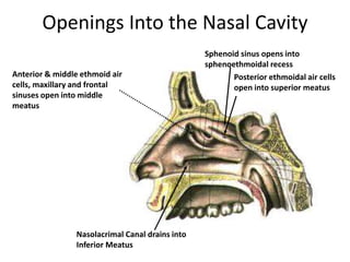 Openings Into the Nasal Cavity
Nasolacrimal Canal drains into
Inferior Meatus
Sphenoid sinus opens into
sphenoethmoidal recess
Posterior ethmoidal air cells
open into superior meatus
Anterior & middle ethmoid air
cells, maxillary and frontal
sinuses open into middle
meatus
 