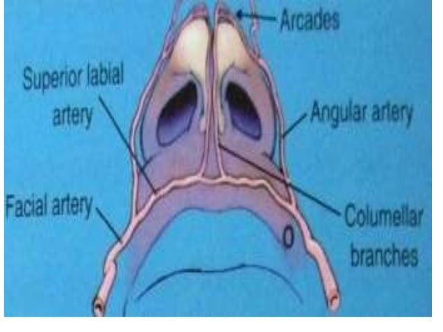 Surgical anatomy of nose MAH