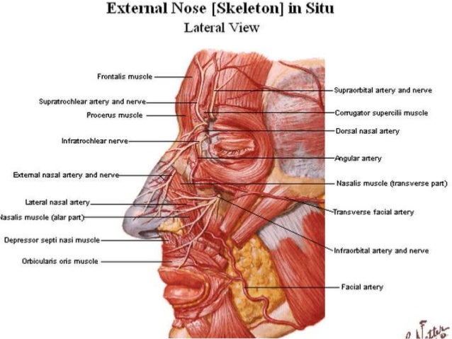 surgical anatomy of nose mah anatomy of nose