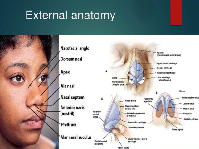 Surgical anatomy of nose