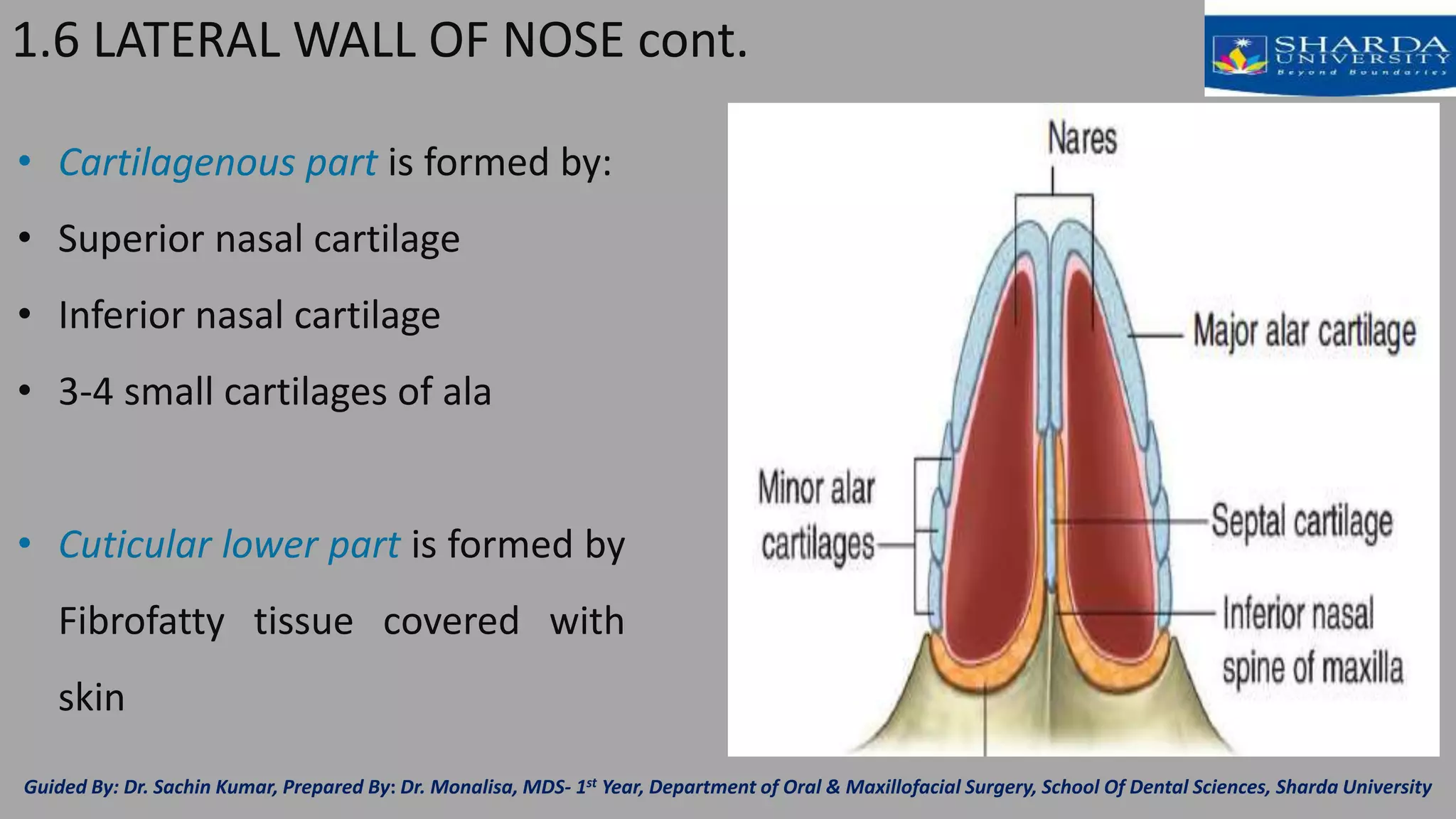 Surgical anatomy of nose and maxilliary sinus.pptx [autosaved] | PPTX