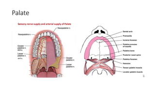 Surgical anatomy of oral cavity.pptx