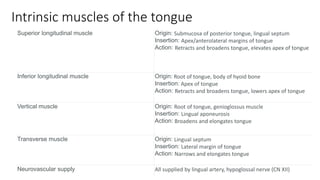 Intrinsic muscles of the tongue
Superior longitudinal muscle Origin: Submucosa of posterior tongue, lingual septum
Inserti...