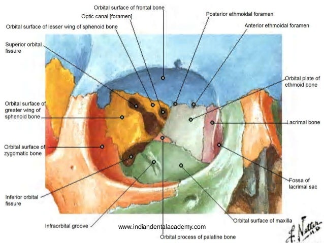 Surgical anatomy of orbit 1 /certified fixed orthodontic courses by I…