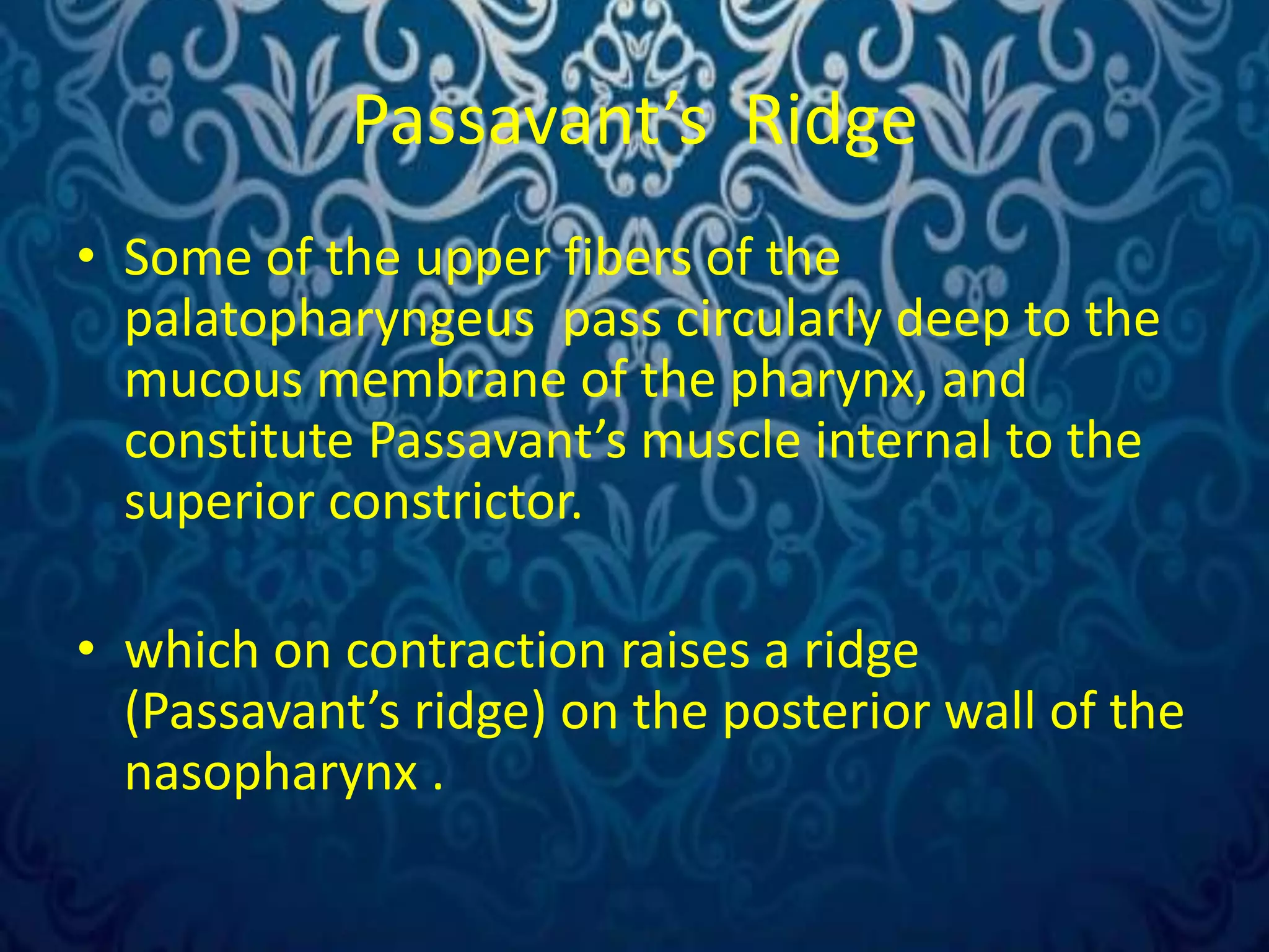Surgical anatomy of palate. by Dr. Amit T. Suryawanshi, Oral Surgeon ...