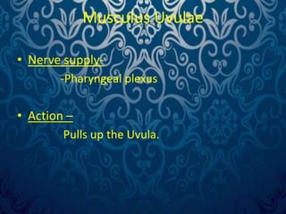 Uvulae Surgical anatomy of palate. by Dr. Amit T. Suryawanshi, Oral Surgeon ...