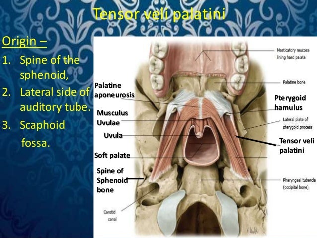 Surgical anatomy of palate by Dr. Amit Suryawanshi .Oral & Maxillof…