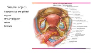 Surgical anatomy of pelvis | PPTX