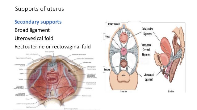 Surgical Anatomy Of Pelvis