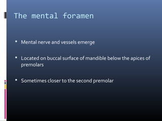 The mental foramen
 Mental nerve and vessels emerge
 Located on buccal surface of mandible below the apices of
premolars
 Sometimes closer to the second premolar
 