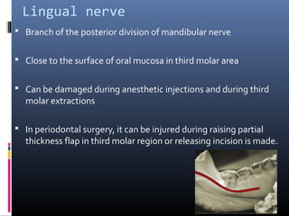 Lingual nerve
 Branch of the posterior division of mandibular nerve
 Close to the surface of oral mucosa in third molar area
 Can be damaged during anesthetic injections and during third
molar extractions
 In periodontal surgery, it can be injured during raising partial
thickness flap in third molar region or releasing incision is made.
 