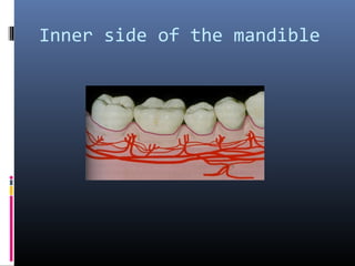 Inner side of the mandible
 
