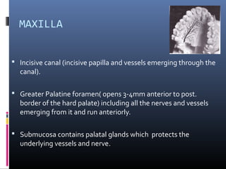 MAXILLA
 Incisive canal (incisive papilla and vessels emerging through the
canal).
 Greater Palatine foramen( opens 3-4mm anterior to post.
border of the hard palate) including all the nerves and vessels
emerging from it and run anteriorly.
 Submucosa contains palatal glands which protects the
underlying vessels and nerve.
 
