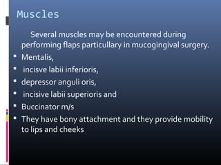 Muscles
Several muscles may be encountered during
performing flaps particullary in mucogingival surgery.
 Mentalis,
 incisve labii inferioris,
 depressor anguli oris,
 incisive labii superioris and
 Buccinator m/s
 They have bony attachment and they provide mobility
to lips and cheeks
 