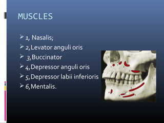 MUSCLES
 1, Nasalis;
 2,Levator anguli oris
 3,Buccinator
 4,Depressor anguli oris
 5,Depressor labii inferioris
 6,Mentalis.
 