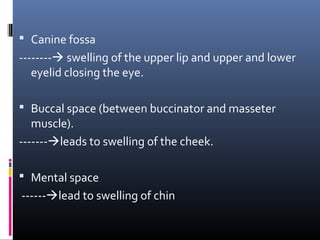  Canine fossa
-------- swelling of the upper lip and upper and lower
eyelid closing the eye.
 Buccal space (between buccinator and masseter
muscle).
-------leads to swelling of the cheek.
 Mental space
------lead to swelling of chin
 