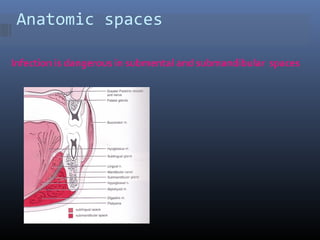 Anatomic spaces
Infection is dangerous in submental and submandibular spaces
 