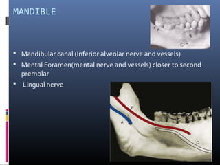 MANDIBLE
 Mandibular canal (Inferior alveolar nerve and vessels)
 Mental Foramen(mental nerve and vessels) closer to second
premolar
 Lingual nerve
 