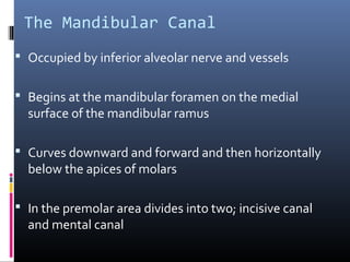 The Mandibular Canal
 Occupied by inferior alveolar nerve and vessels
 Begins at the mandibular foramen on the medial
surface of the mandibular ramus
 Curves downward and forward and then horizontally
below the apices of molars
 In the premolar area divides into two; incisive canal
and mental canal
 