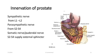 Surgical anatomy of prostate and BPH Pathophysiology.pptx