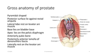 Surgical anatomy of prostate and BPH Pathophysiology.pptx