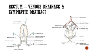 Rectate Clot Surgical anatomy of rectum & Anal canal_kritika.pptx