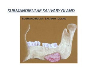 Saliva Injection Surgical anatomy of salivary gland | PPTX