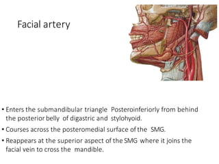 Surgical anatomy of salivary gland | PPTX