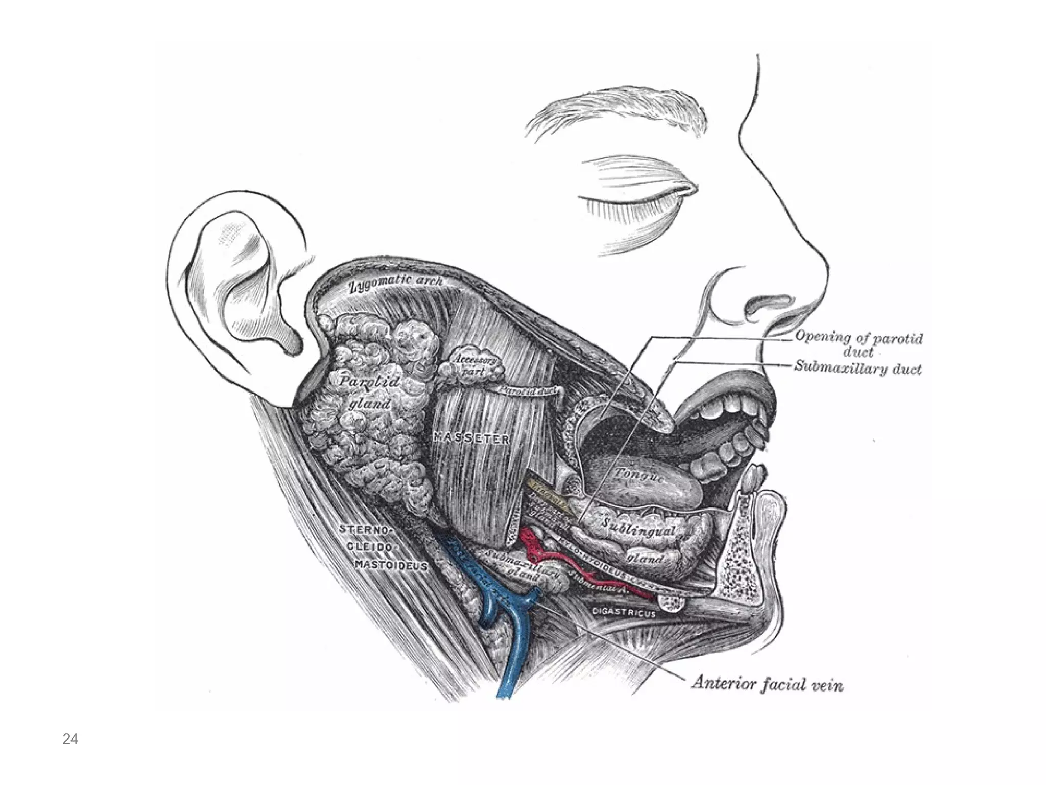 Surgical anatomy of salivary glands | PPT