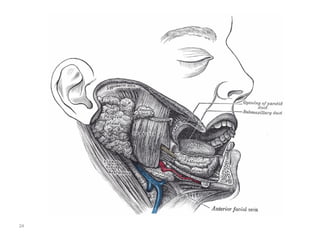 Surgical anatomy of salivary glands | PPT