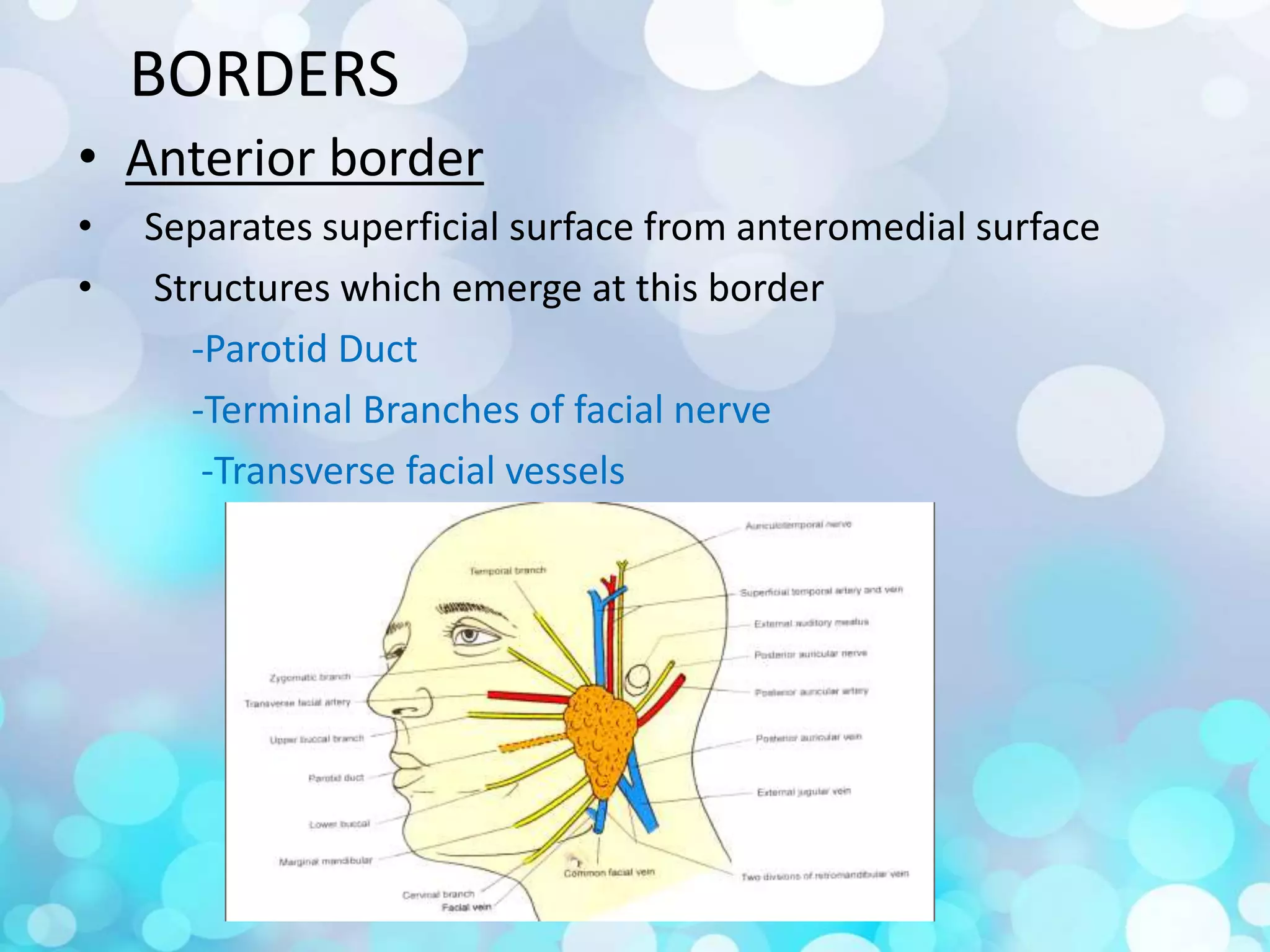 Surgical anatomy of salivary glands | PPTX
