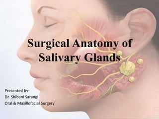 Surgical Anatomy of
Salivary Glands
Presented by-
Dr Shibani Sarangi
Oral & Maxillofacial Surgery
 