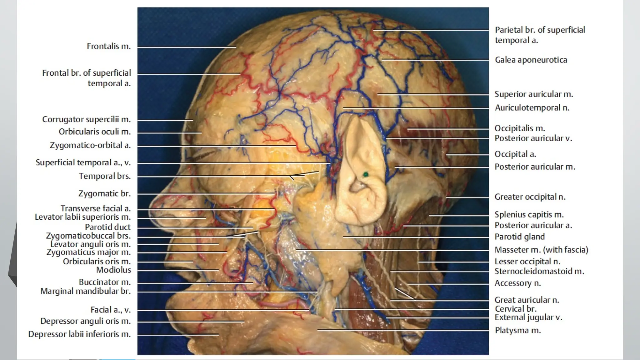 Surgical anatomy of scalp.pptx for seminar preesntation | PPTX