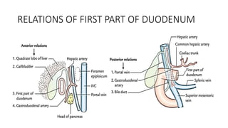 Comprehensive Surgical Anatomy of the Small Intestine: Structure ...