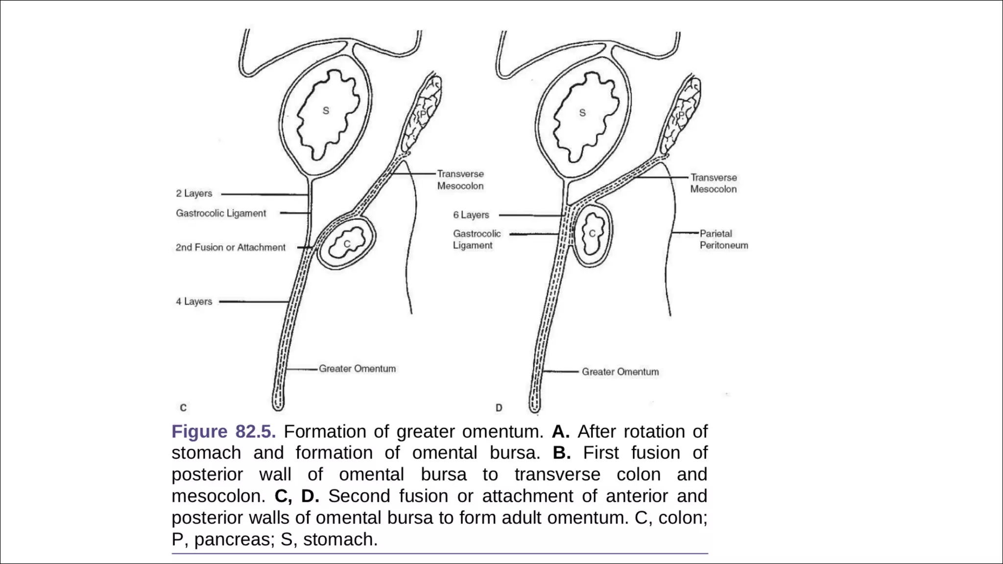 SURGICAL ANATOMY OF STOMACH AND DUODENUM dr. bruhath^final. .pdf
