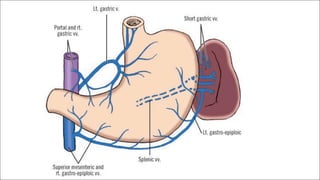 SURGICAL ANATOMY OF STOMACH AND DUODENUM dr. bruhath^final. .pdf