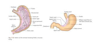 SURGICAL ANATOMY OF STOMACH [Autosaved].pptx