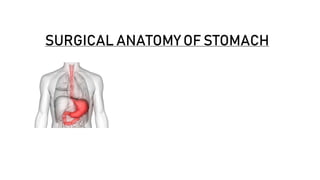 SURGICAL ANATOMY OF STOMACH
 