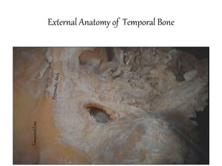 SURGICAL ANATOMY OF TB - 2017.pptx