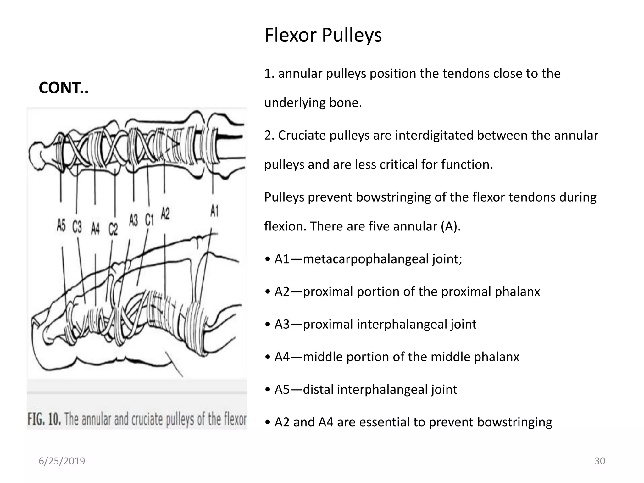Surgical anatomy of the hand copy - copy | PPTX