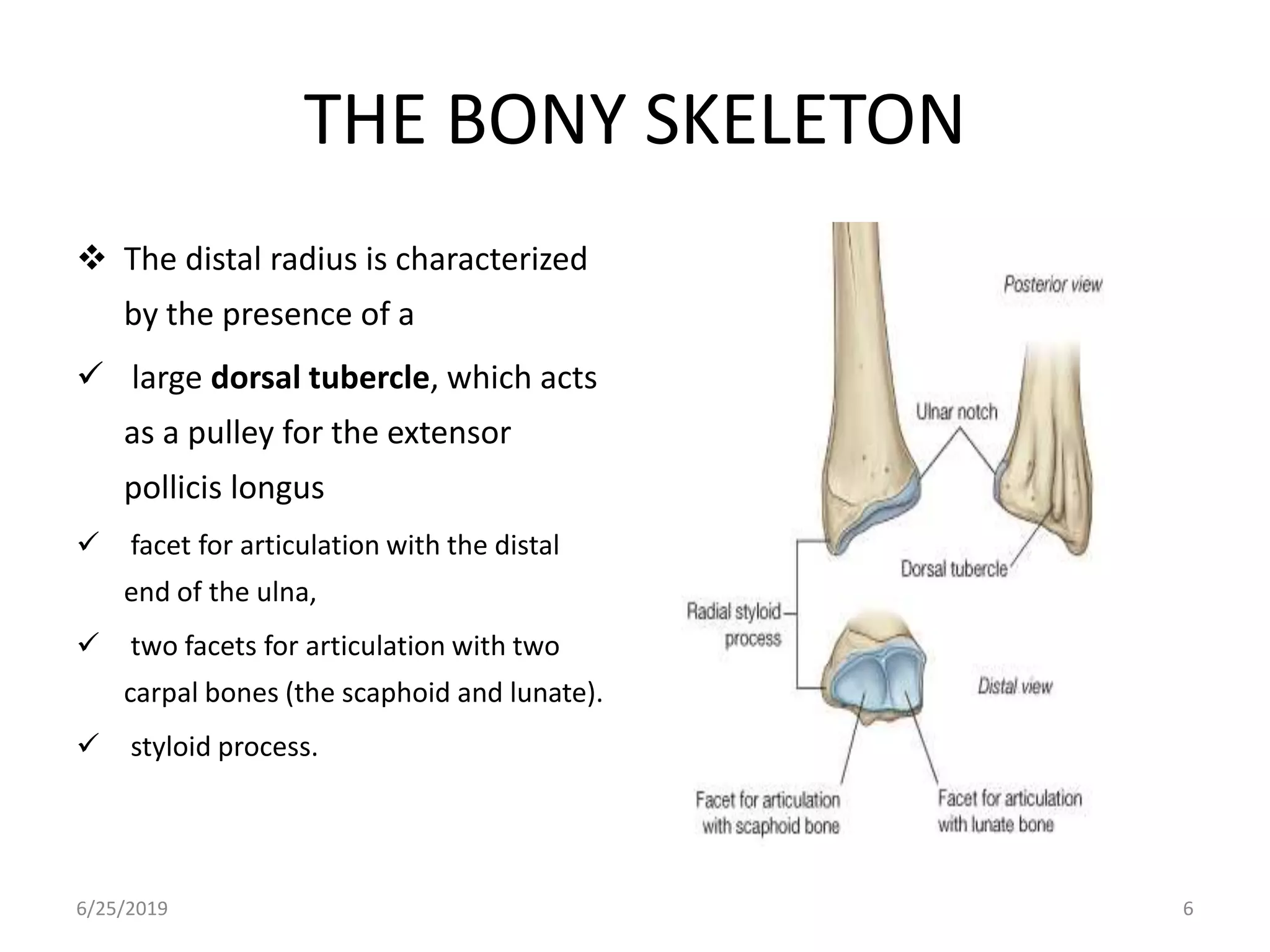 Bonye Process Surgical anatomy of the hand copy - copy | PPTX