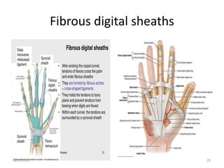 Surgical anatomy of the hand copy - copy | PPTX