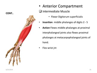 Middle Interphalang Surgical anatomy of the hand copy - copy | PPTX